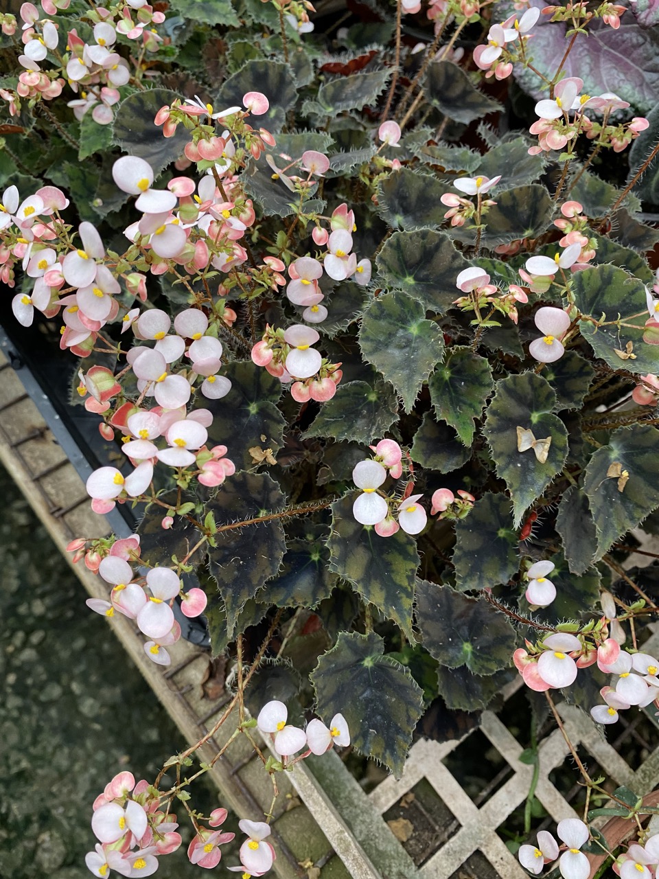 B. ‘Mini Melbourne’